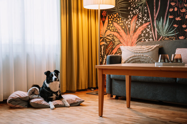 Auch Hunde sind willkommen im Auszeit ****Hotel